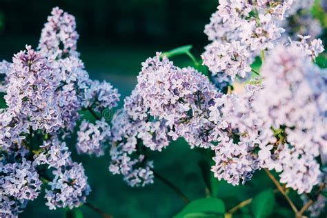 Beautiful Purple Bloom Of Spring Lilac Bushes Stock Image Image Of