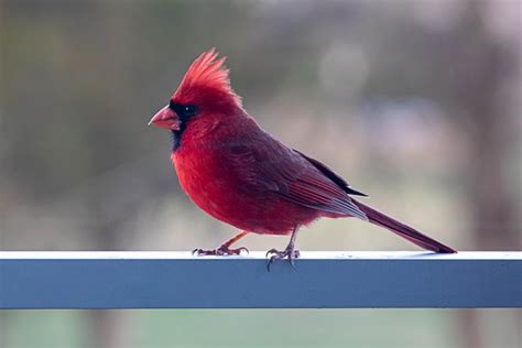 What Does It Mean To See A Red Cardinal The Bird Guide