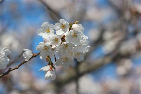Japanese White Cherry Blossoms Sakura Flowers Branch On Blue Sky