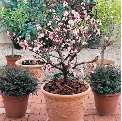 Sienna Lambrick Dwarf Flowering Cherry Trees For Pots Japanese
