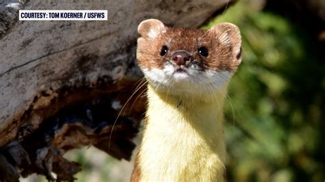 Wildlife Officials Urge Public To Report Long Tailed Weasel Sightings