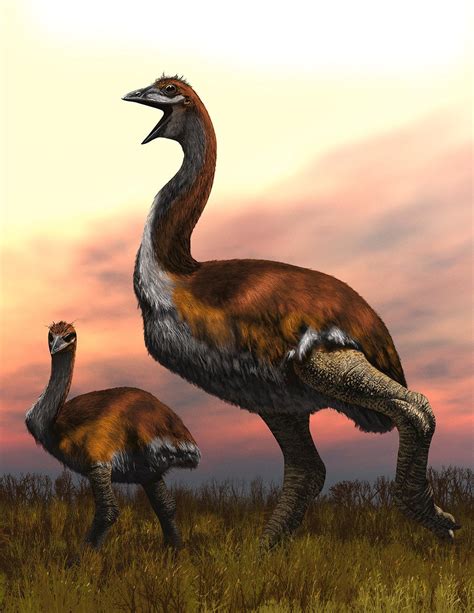 Elephant Bird The Biggest Bird That Ever Lived Weighted More Than