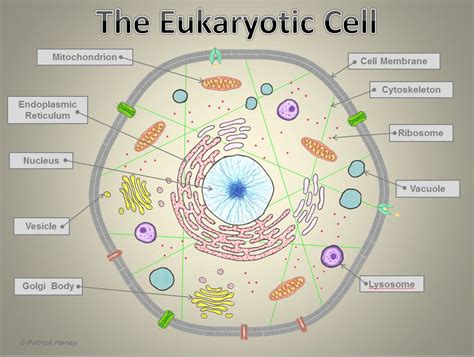 What Are 4 Examples Of Eukaryotic Cells Differences Between