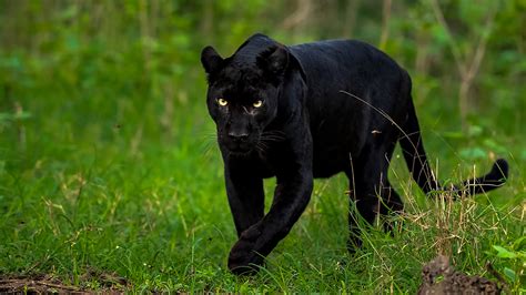 Black Panther Tour India The Wildlife Tour
