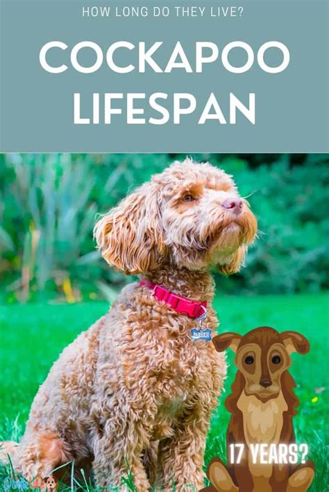 Cockapoo Lifespan How Long Do Cockapoos Live Oodle Life