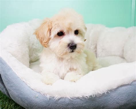 This dog loves to play chase and can be rambunctious. Cockapoo Puppies For Sale | Orange County, CA #284396