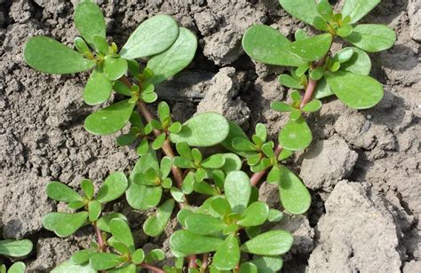 Common Weeds Found In Oklahoma Willis Lawn Services