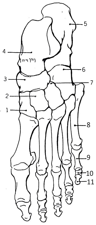 Coloring Foot Bones Pages Human Bone Anatomy Printable Skeleton Ankle