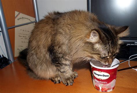 The cat appeared stunned, apparently experiencing a brain freeze. 39 Cats Eating Ice Cream