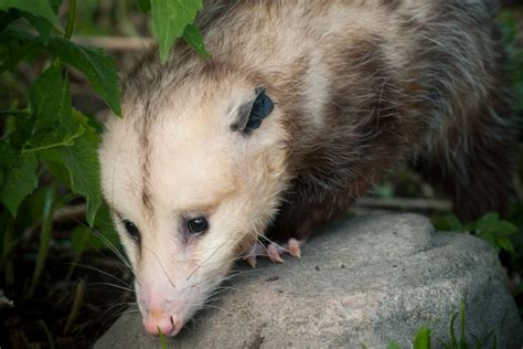 How Do I Keep Opossums Out Of My Garden Varment Guard Wildlife Services