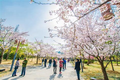 Yuantouzhu The First Place To Visit Cherry Blossoms In Wuxi Kikbb