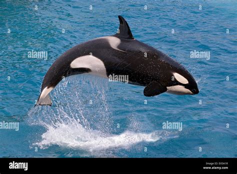 Killer Whale Jumping Out Of Water Stock Photo Alamy