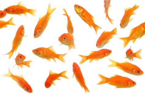 Goldfish Png Transparent Image Download Size 900x600px