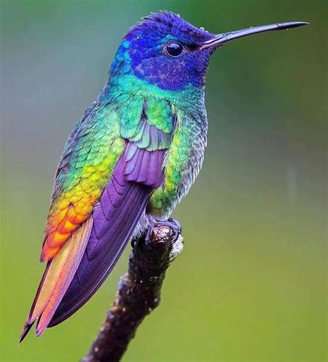 What Color Hummingbirds Are There