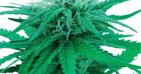 Ruderalis Indica Buy Sensi Seeds Cannabis Seeds
