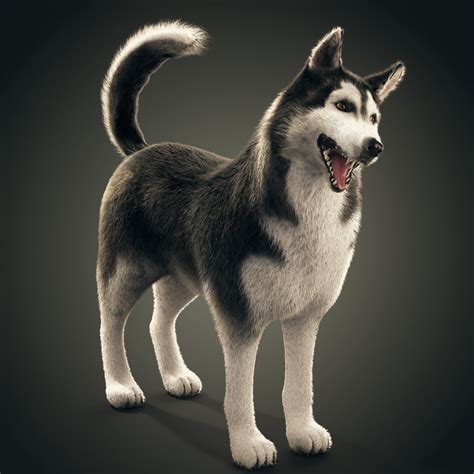 3d animals available on google search so, what ar animals can you view on google search? 3d siberian husky rigged
