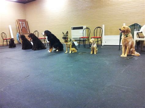 Dog Training Classes Near Seattle Academy Of Canine Behavior Bothell