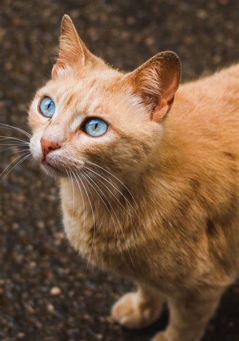 Blue Eyed Ginger Cat Cat With Blue Eyes Beautiful Cats Orange Cats