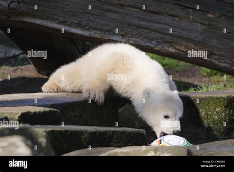 Polar Bear Knut Stock Photo Alamy