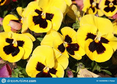 Pansy Is A Amazing Flower And Its Colour Combination Is Great Viola