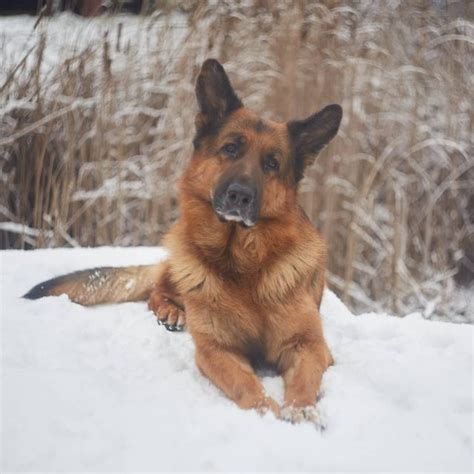 15 Amazing Facts About German Shepherd Dogs You Probably Never Knew