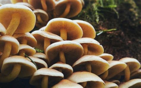 Growing Mushrooms At Home All You Need To Know