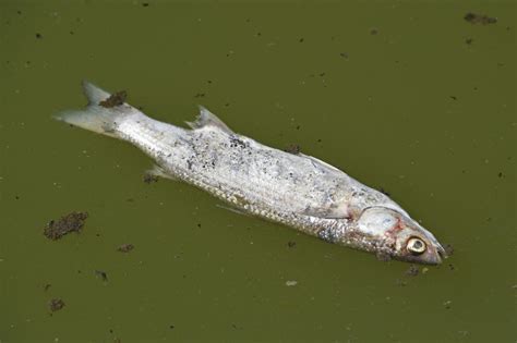 Val Doise Des Centaines De Poissons Morts Dans La Seine