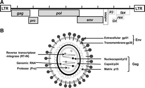 Epidemiology And Genetic Diversity Of Bovine Leukemia Virus Virology