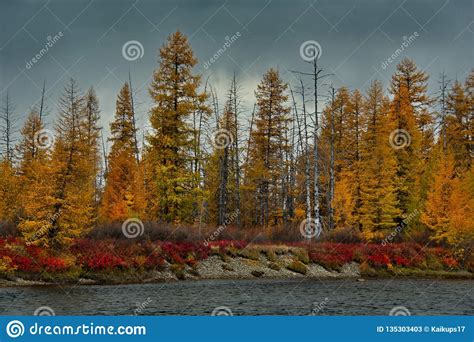 The Colours Of Autumn Are Cold Water Rivers Of Magadan Stock Image