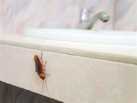 What Attracts Cockroaches To Your Home A Prevention Guide