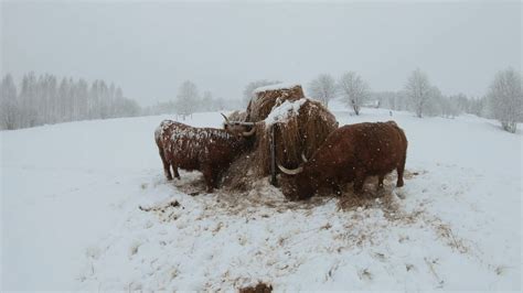Scottish Highland Cattle In Finland Slow Motion Snowing And Cows Youtube