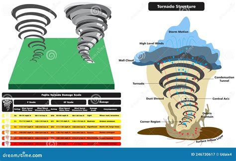 Tornado Vector Drawing Scale And Structure Infographic Diagram Stock