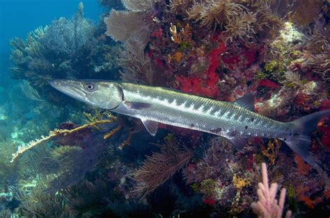 Barracuda Habitat Behavior And Diet