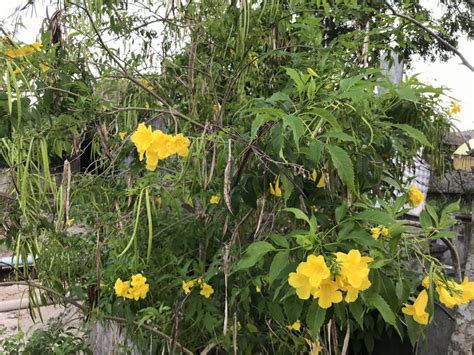 Yellow Bells Tecoma Stans Care And Growing Guide