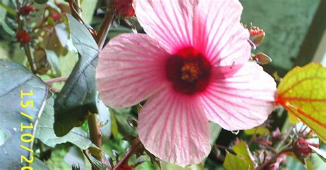 Virtual Laboratory Of Plant Taxonomy Hibiscus Sabdariffa Malvaceae