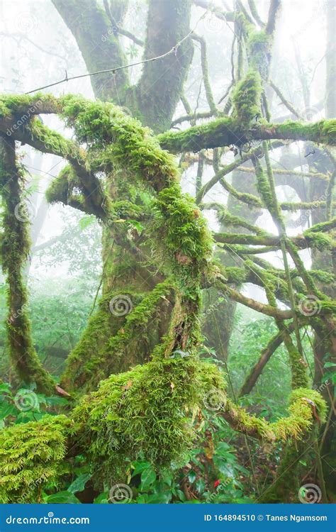 Pure Tropical Rainforest In The Mist Stock Photo Image Of Mist