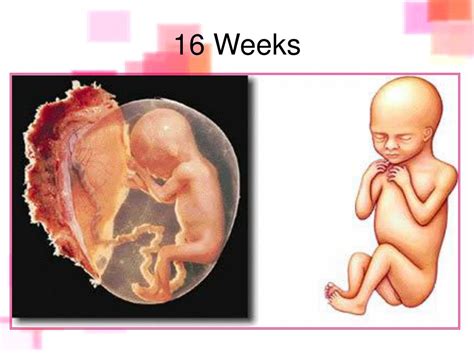 Ppt Embryology Powerpoint Presentation Free Download Id109684
