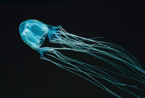 Pain Researchers Find Antidote To Deadly Box Jellyfish Sting The
