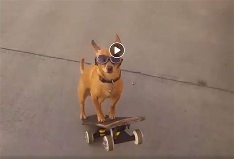 Skateboarding Dog Viral Video Network