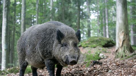 108,853 likes · 54 talking about this. 'Out of control' wild boar to be culled in the UK as ...