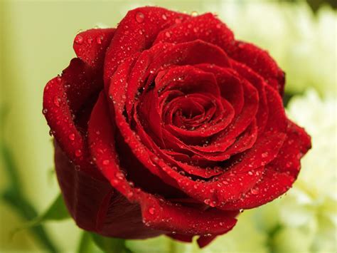 Gambar Bunga Ros Paling Cantik Denah