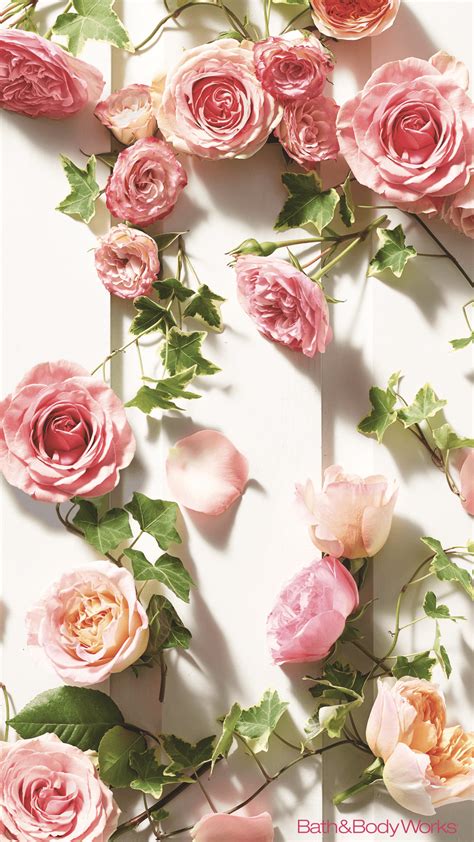 Free Download Rose Iphone Wallpaper Pink Roses Wallpaper For Mobile