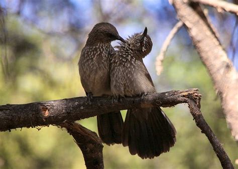 More About Chamberlain Bird Sanctuary Travelground
