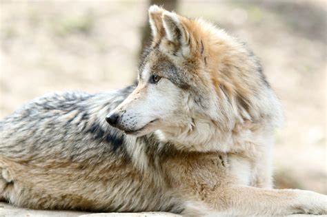Mexican Wolf Recovery Plan Revision Draws Mixed Reviews From Wildlife