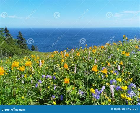 Blooming Meadow Off The Coast Of The Pacific Ocean Stock Image Image