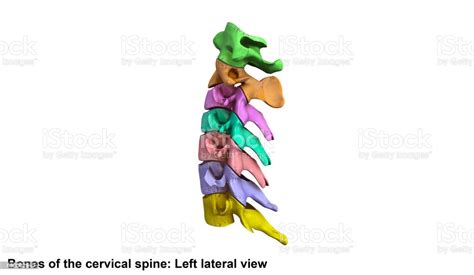 Cervical Spine Lateral View Stock Photo Download Image Now Adult