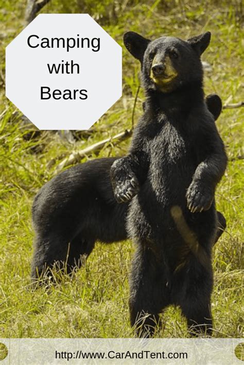 Camping With Bears How To Stay Safe In Bear Country