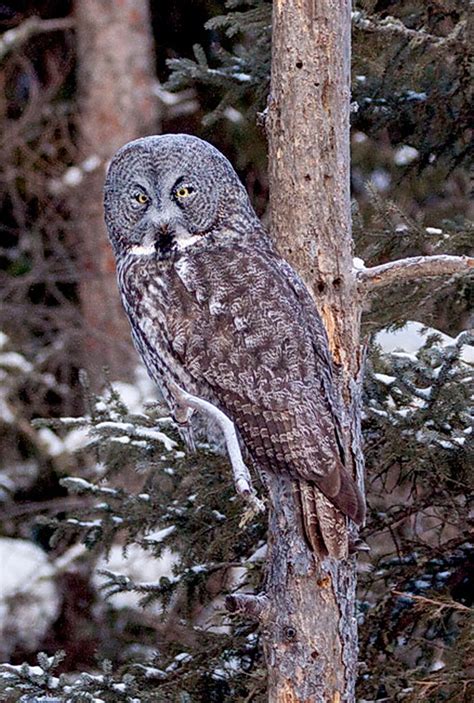 Birding Tour Usa Owls And Other Winter Birds Of Minnesota January 2019