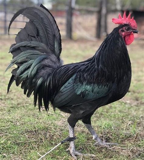 Warhorse Game Fowl Black Chickens Rooster Breeds