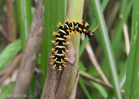 Black Caterpillar With Off White Stripes And Yellow Spines